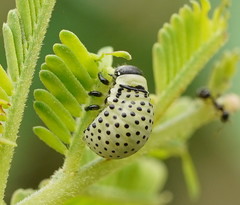 Dicranosterna immaculata