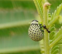 Dicranosterna immaculata