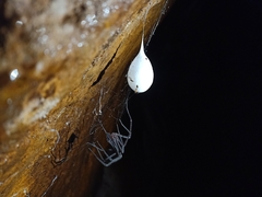 Hickmania troglodytes