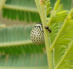 Dicranosterna immaculata