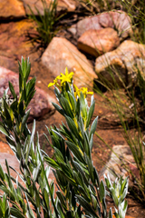 Lasiosiphon splendens