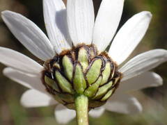 Leucanthemum graminifolium