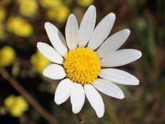 Leucanthemum graminifolium