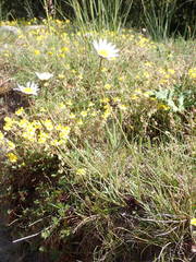 Leucanthemum graminifolium