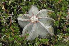 Astrophytum myriostigma
