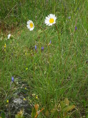 Leucanthemum graminifolium