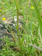 Leucanthemum graminifolium