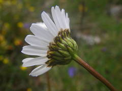 Leucanthemum graminifolium