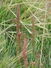 Salicornia tegetaria