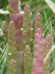 Salicornia tegetaria