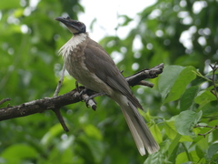 Philemon corniculatus
