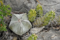 Astrophytum myriostigma