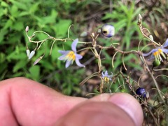 Dianella rara