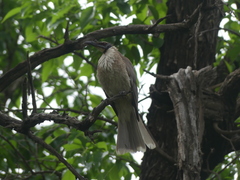 Philemon corniculatus