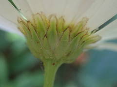 Leucanthemum subglaucum