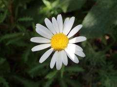 Leucanthemum subglaucum