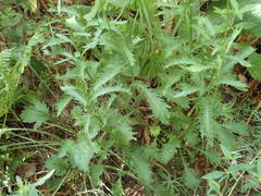 Leucanthemum subglaucum