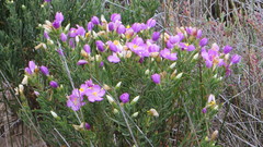 Orphium frutescens
