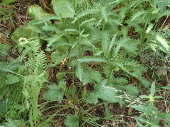 Leucanthemum subglaucum