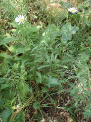 Leucanthemum subglaucum