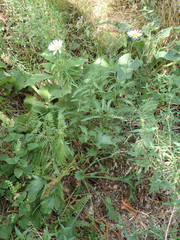 Leucanthemum subglaucum