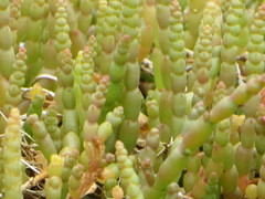 Salicornia tegetaria