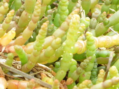 Salicornia tegetaria
