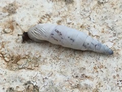 Albinaria caerulea