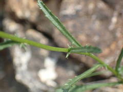 Leucanthemum meridionale