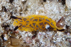 Halgerda indotessellata