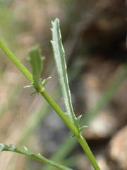 Leucanthemum meridionale