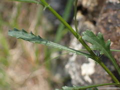 Leucanthemum meridionale