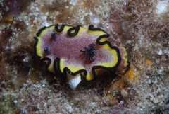 Glossodoris bonwanga