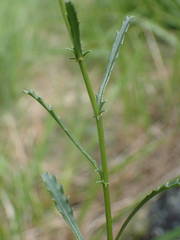 Leucanthemum meridionale