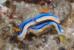 Chromodoris hamiltoni