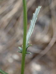 Leucanthemum meridionale