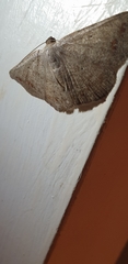 Cyclophora obstataria