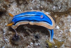 Chromodoris hamiltoni