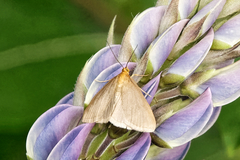 Evergestis aenealis