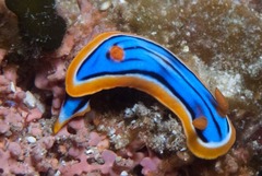 Chromodoris hamiltoni