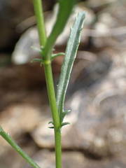 Leucanthemum meridionale
