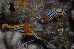 Chromodoris celinae