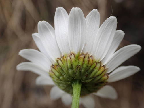 Zuidelijke margriet (Leucanthemum meridionale)