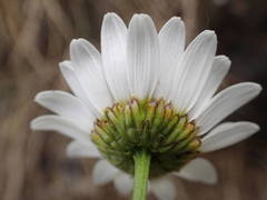 Leucanthemum meridionale