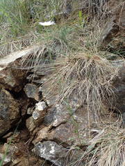Leucanthemum meridionale