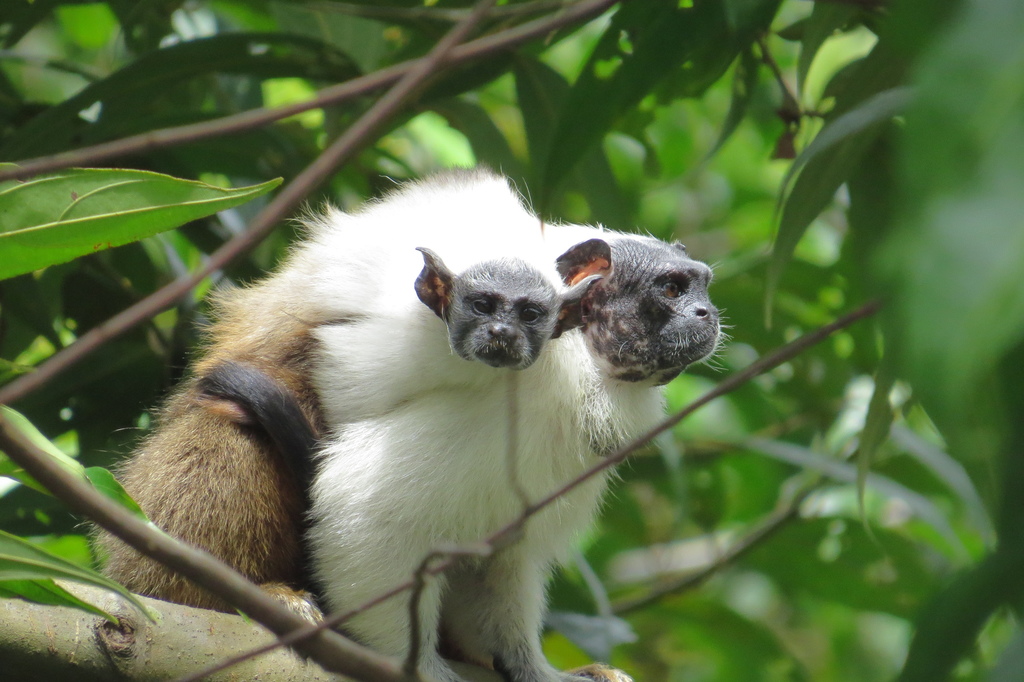 Pied Tamarin