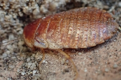 Calolampra marginalis