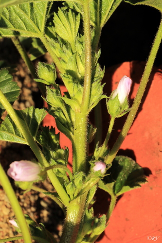 Malva neglecta