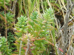 Chenolea diffusa