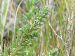 Chenolea diffusa